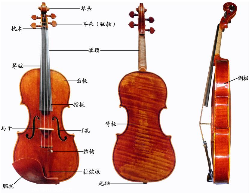 大提琴构造图片